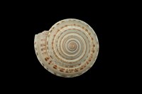 藏品(夸氏車輪螺)的圖片